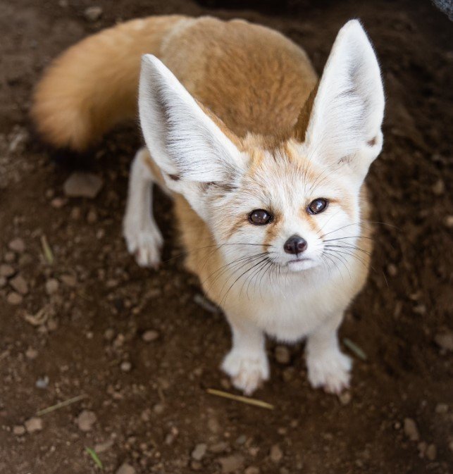 animal2